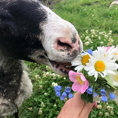 fåret äter blommor